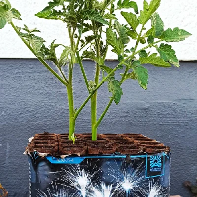 Wie ehrlich argumentiert die Deutsche Umwelthilfe gegen Feuerwerk?